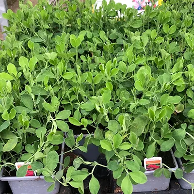 Ageratum