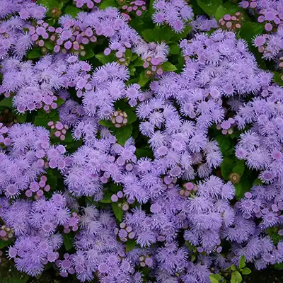 Ageratum