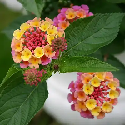 Lantana