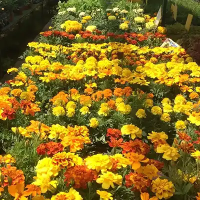Marigolds