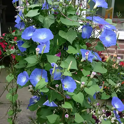 Morning Glory
