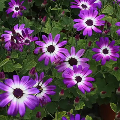 Senetti Blue Bicolour
