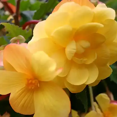 Trailing Begonia
