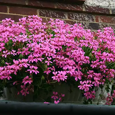 Trailing Begonia