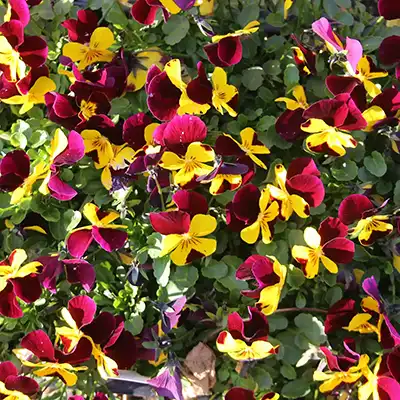 Violas
