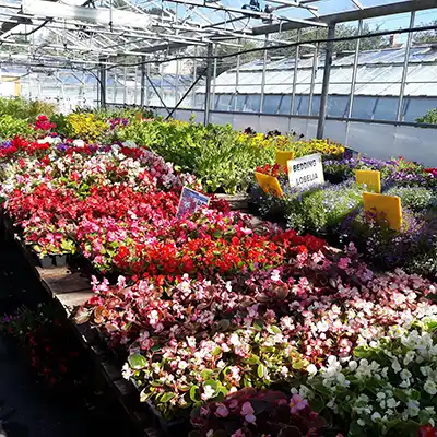 Bedding Begonias