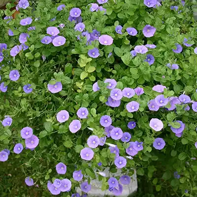 Convolvulus