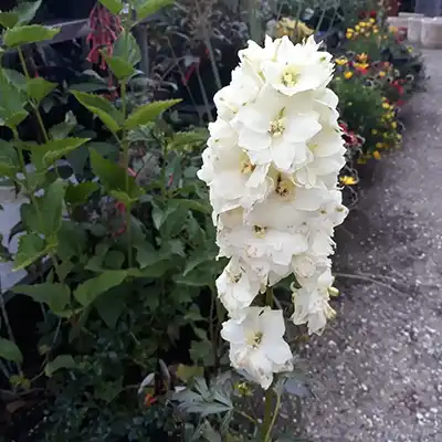 Delphinium