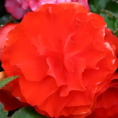 Double Begonia