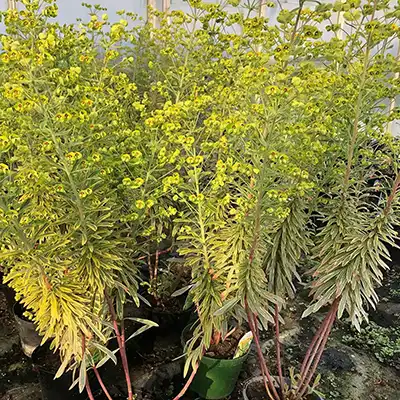 Euphorbia