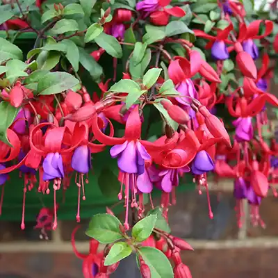 Fuchsia