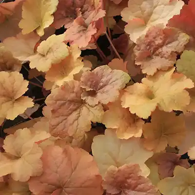 Heuchera